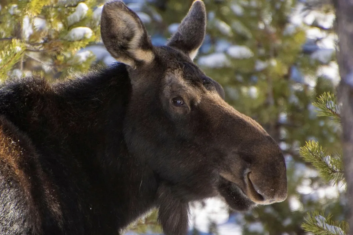A serene winter scene featuring a moose among snow-covered trees. The image evokes the wilderness and potential for wildlife encounters on nearby trails or during outdoor excursions.